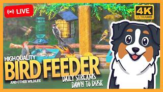 🔴 LIVE! 4K Bird feeder CAM | Dawn to Dusk Bird Feeder | Cat TV | Bird Sounds Background | Cinematic