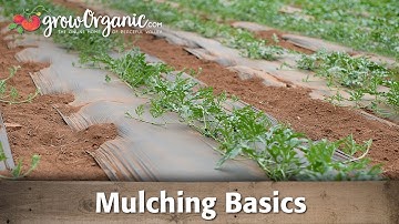 How To and How Not to Use Mulch In Your Garden