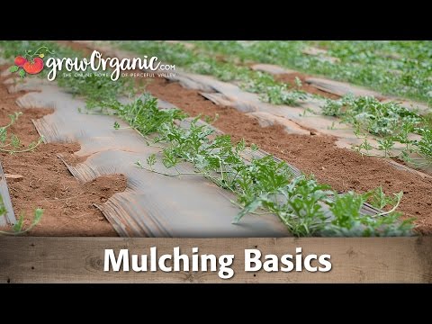 Video: Using Mulch For Plant Nutrition