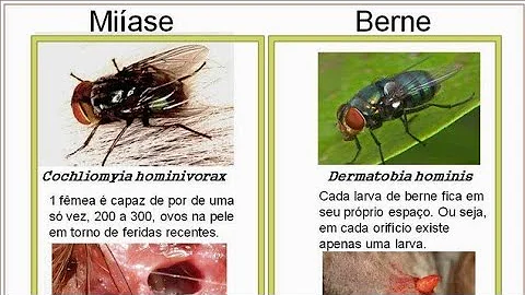 O que é uma miíase?