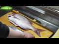 天然真鯛の松皮造り(焼き霜造り)