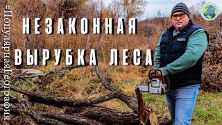 Незаконная вырубка леса! Уголовная и административная ответственность. Штраф? #ПопулярнаяГеография