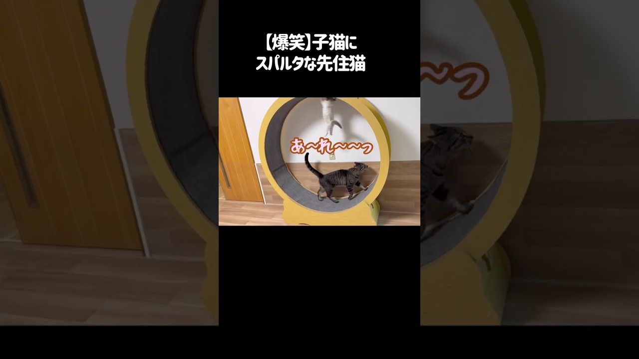 Hilarious] The resident cat is strict with the kitten #CatWheel