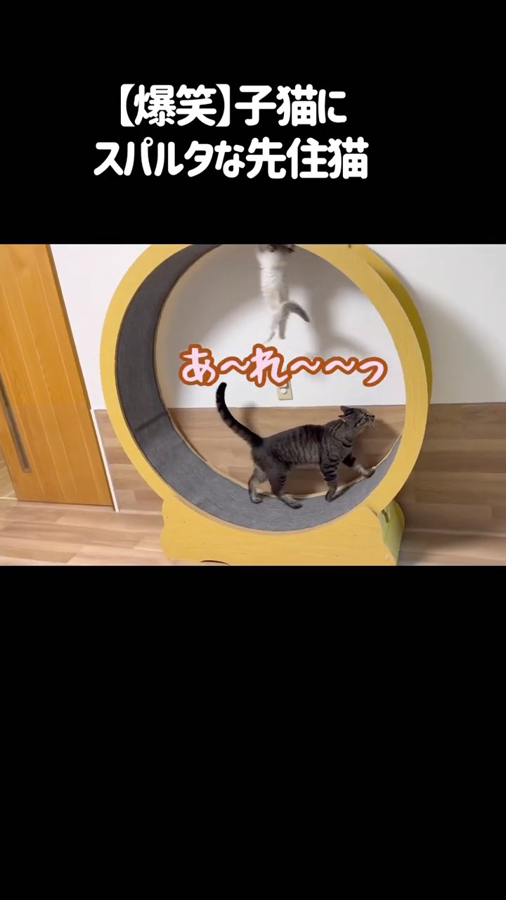 Hilarious] The resident cat is strict with the kitten #CatWheel