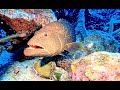 Come dive with me in bonaire  best shore diving in the world112 minutes underwater relaxation
