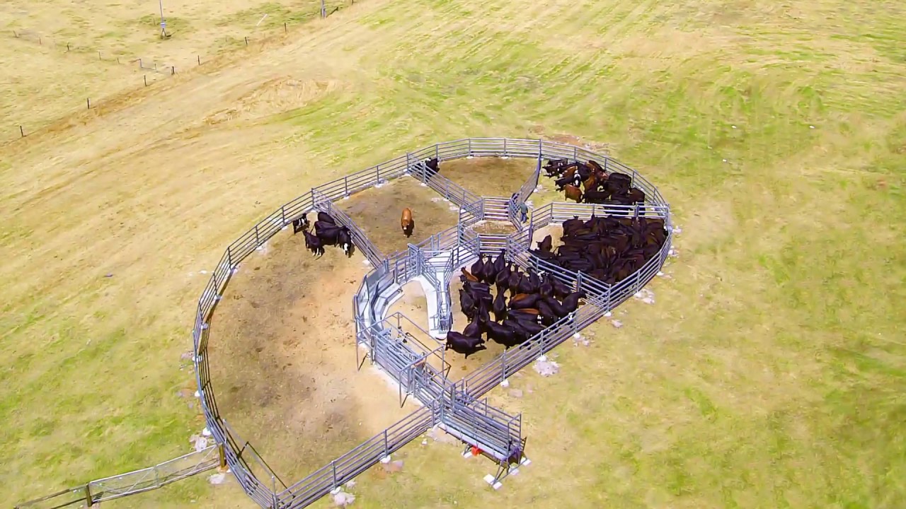 Cattle Yards - Narrikup, WA
