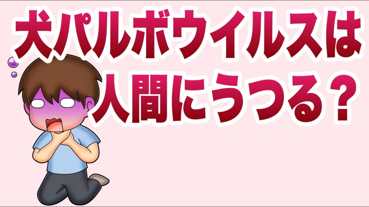 犬パルボウイルスが人間にうつる可能性とは？獣医師が解説