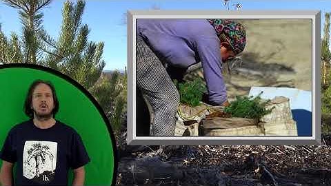 Tree Planter Training 2019 - Stock Handling