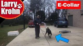 shock collar for rottweiler