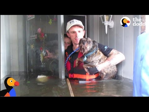 Video: Zde je návod, jak se stovky domácích zvířat zachránil v brázdě hurikánu Harvey