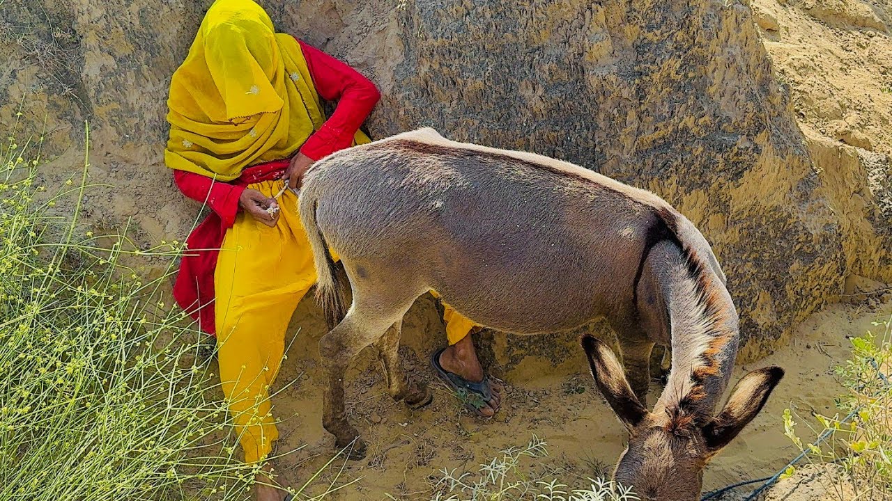 Funny Donkey 😂 You’ve Never Seen a Scene Like This Before
