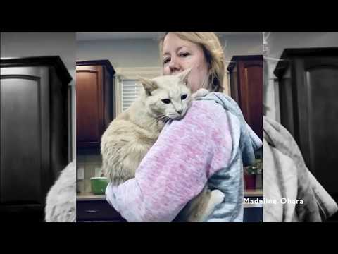 Lucky the cat and his forever family