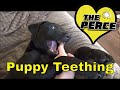 Puppy Labrador how to stop biting. teething Puppy Labrador how to stop biting. teething