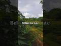 Tea garden🌼 #shorts #shortsvideo #viral #youtubeshorts #teagarden #nature #bangladesh #hilltracts