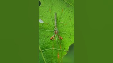 Spider 🕷️ #youtubeshorts #insects  #macrophotography #macrovideo #macro #shortvideo #shorts #spider