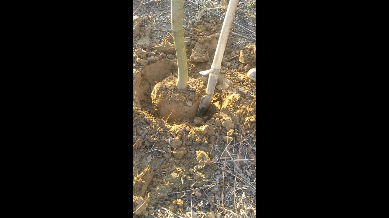 VIVAI PIANTE NARDI MARCO