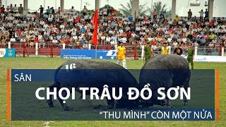 Sân chọi trâu Đồ Sơn “thu mình” còn một nửa | VTC1