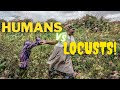 Humans vs Locusts - Desert Locust Outbreak in Kenya - Control Operations in Turkana County
