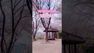 침산공원 벚꽃계단 영상