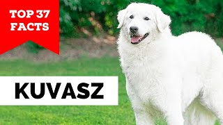 99% of Kuvasz Dog Owners Don't Know This