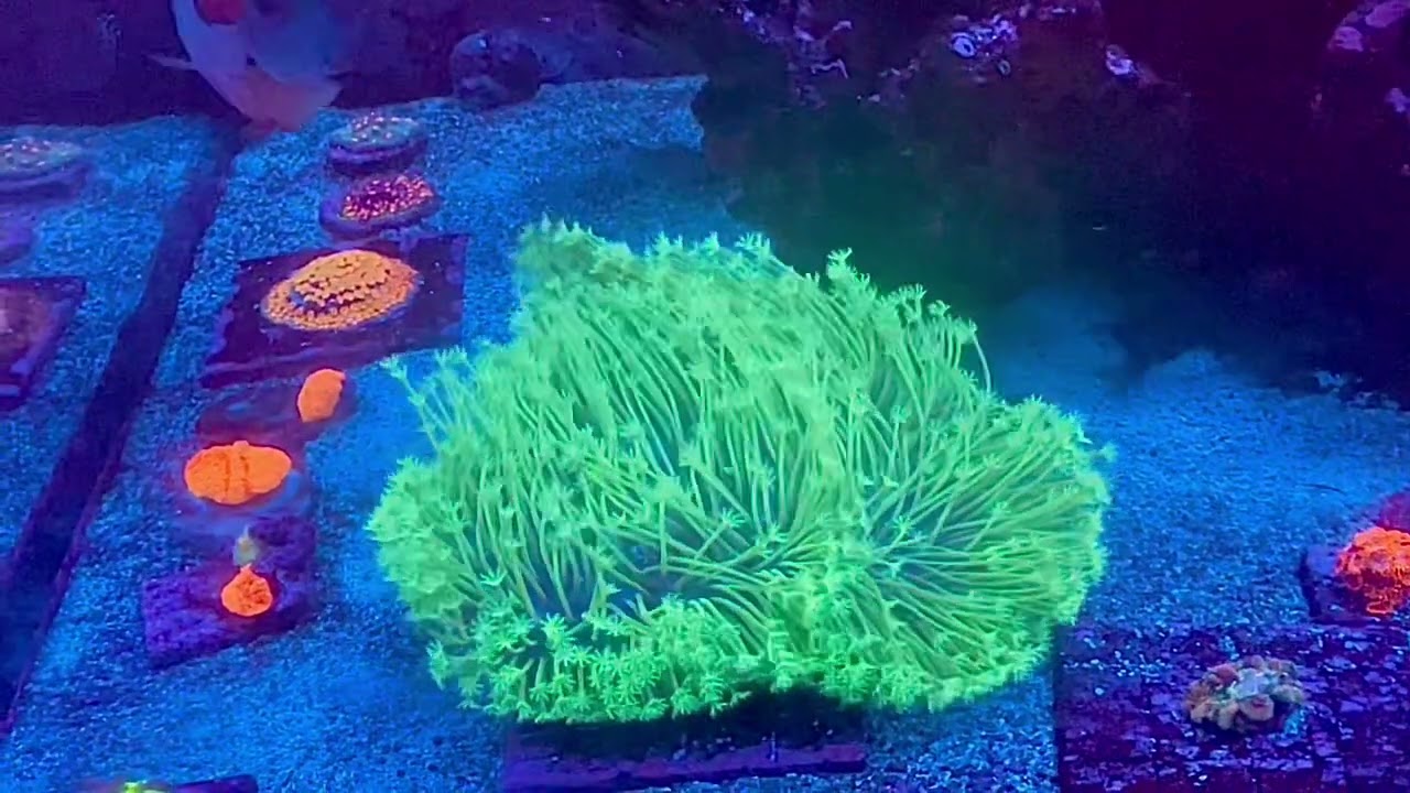 Lagoon Novo Japanese Weeping Willow colony