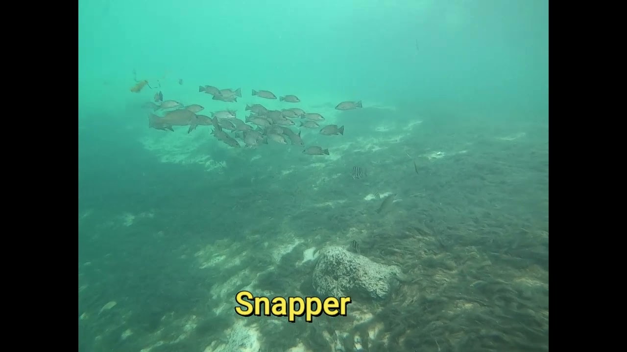 Diving Hunter Springs 12/5/21