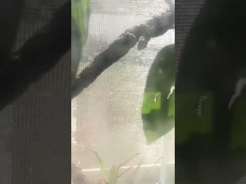 Green Anole Lizard #lizardlife