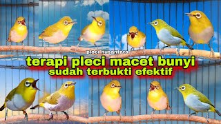 Terapi Untuk Pleci Macet Bunyi | Terapi Pleci Koloni | Pleci Bustomi Gacor
