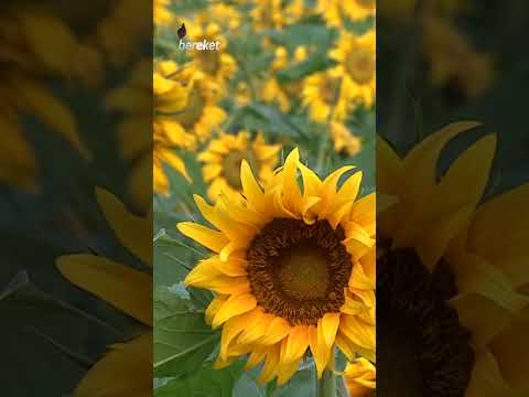 Video: Ayçiçeği Zararlıları ve Ayçiçeği Sorunları