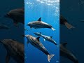 D for dolphin