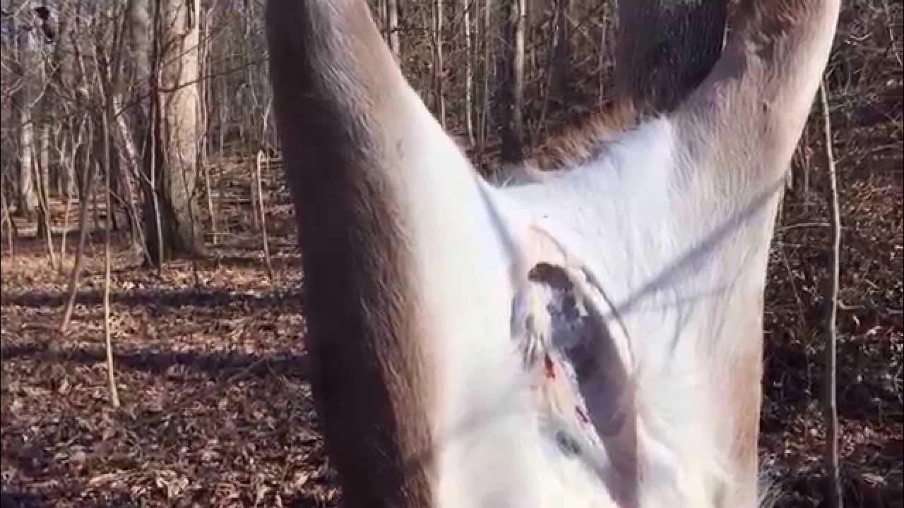 How to Field Dress a Deer YouTube