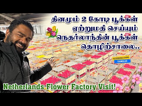 Billion dollar Flower Market - The Biggest Flower auction in the World | Netherlands Tamilan