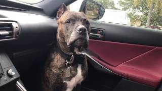 large brindle pitbull !!