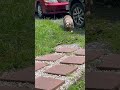 kayne wayne the main thing#dogloversdog #dog #viral #animal #animallovers