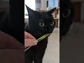 姉のつぎは妹の番　 #猫 #cat #猫草