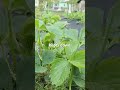 You’re planting strawberries wrong!!! (FIX THIS)