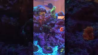 Strawberry Conch climbs on rock