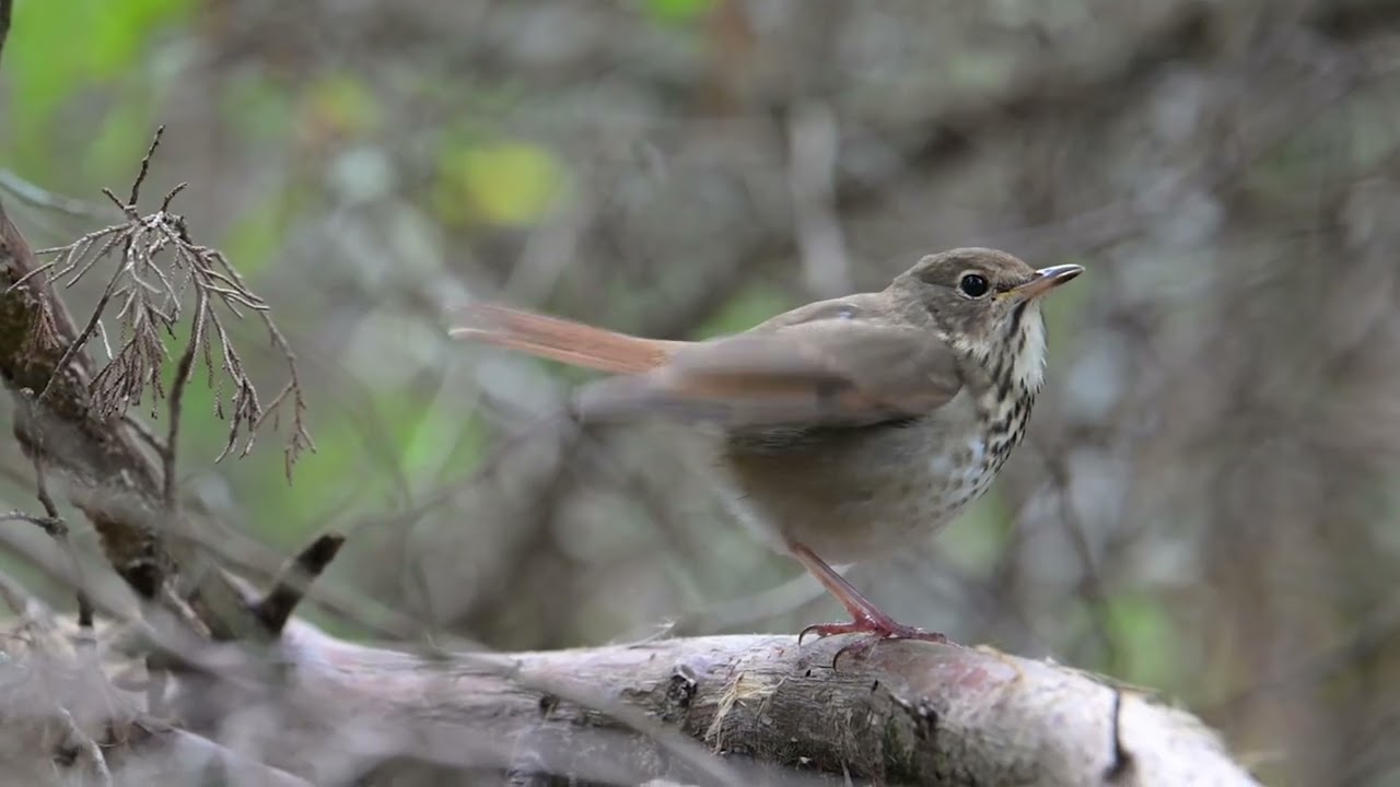 2025_11-25 Hermit Thrush, Forsythe NWR (“Brig”), NJ, (slow motion)