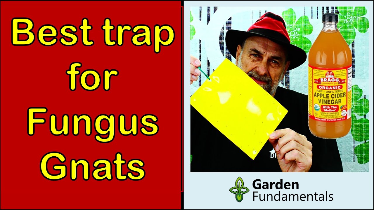 Cider Vinegar or Yellow Sticky Traps for Fungus Gnats Which Works