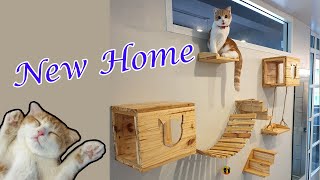 บ้านแมว ของเล่นแมว ลูกแมวสก็อตติชโฟลด์ [ Scottish Fold Cat ~ แมวสก็อตติชโฟลด์ ] by Scottish Fold Cat * Amber * 119 views 4 months ago 2 minutes, 36 seconds