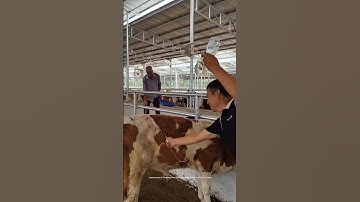Process Of Doing The Calf Intraperitoneal Rehydration Due To Persistent Diarrhea !