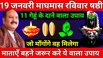 19 जनवरी माघमास रविवार षष्ठी को 11 गेहूं के दाने वाला उपाय जरूर करे || Pradeep Ji Mishra
