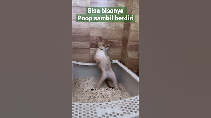 Kucing poop berdiri - eek berdiri