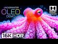Underwater World OLED Demo HDR 16K Video Ultra HD Dolby Vision™ 60fps