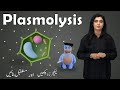 Full Lecture | Biology 11 | Ch 4 | The Cell | Plasmolysis | Punjab | FSC | Easy Education | Hippo