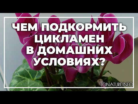 Чем подкармливать цикламен в домашних условиях