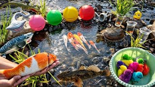Catching lots of big koi fish, ornamental fish, betta fish, snakehead fish, turtles, and colorful...