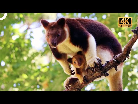 Video: Baumkänguru ist ein erstaunliches Tier