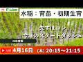 4/16 20:15～　水稲育苗・初期生育