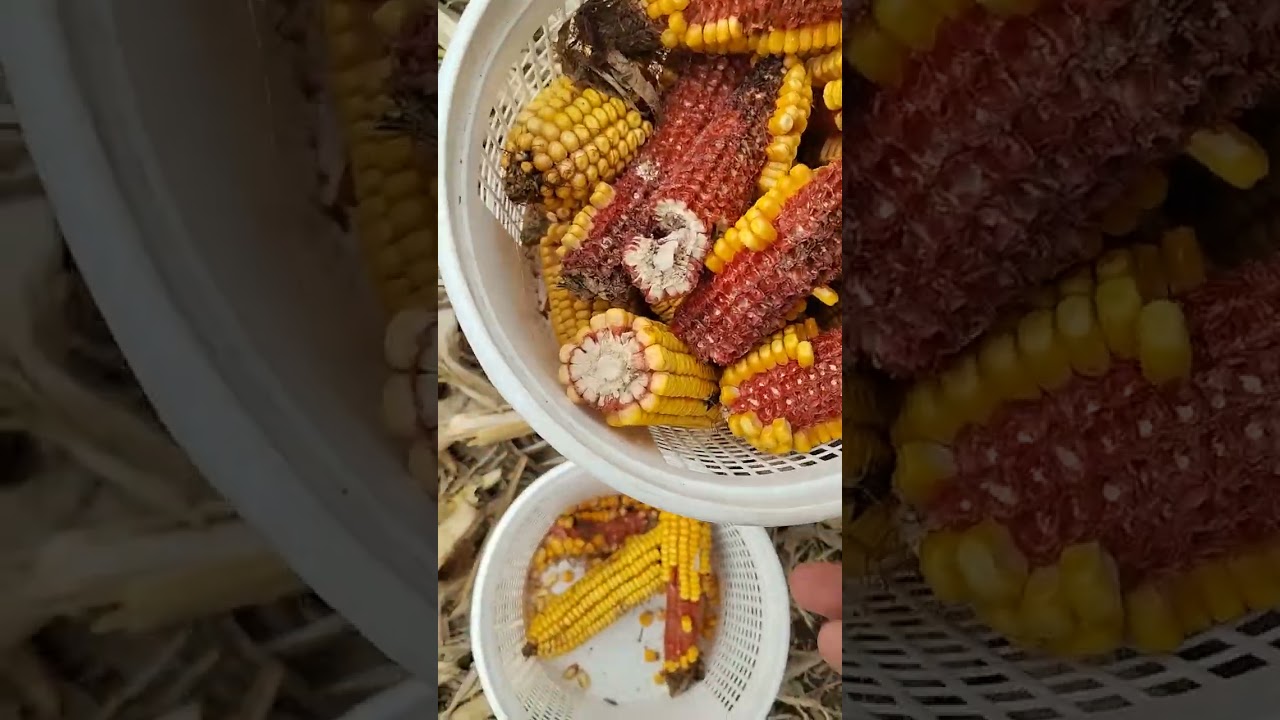 Gleaning Corn: Free food the fun way!